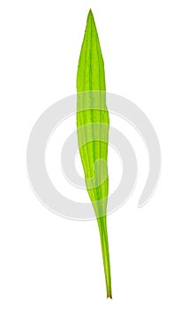 Tuft ribwort Plantago lanceolata on white background. Herb used in alternative medicine. Close-up of a leaf on a white