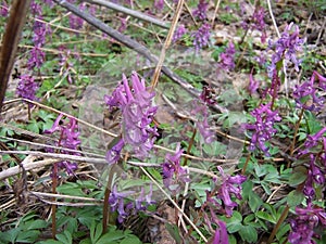 Tuft - spring flower in the forest