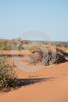 Tuft of Vegetation in the Tirari Desert