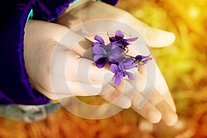 Tuft violets in child's hands