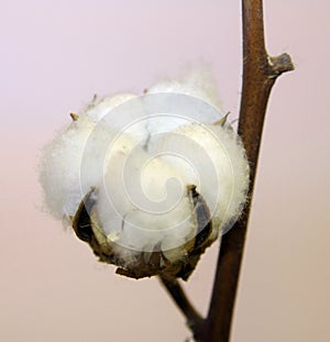 tuft of white cotton ball directly in the plant of cotton plantation photo