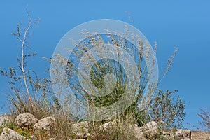 A tuft of withered dry grass grows in arid landscape in Sicily against a blue sky, in summer