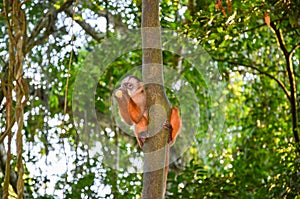 Tufted Capuchin, also known as Brown or Black-capped Capuchin fed with bananas by the Tambopata National Park staff, in Peru