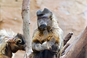 The tufted capuchin, also known as brown capuchin, black-capped capuchin, or pin monkey