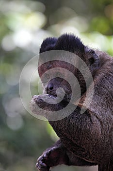 Tufted capuchin (Cebus apella)