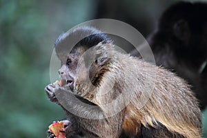 Tufted capuchin (Cebus apella)