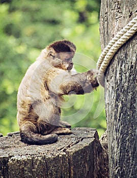 Tufted capuchin (Cebus apella) sitting on the tree stump, animal