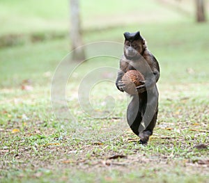 Tufted Capuchin with a coconut