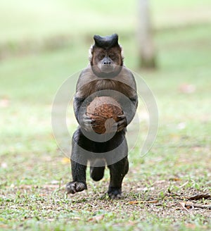 Tufted Capuchin with a coconut