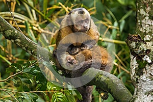 Tufted Capuchin photo