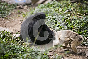 Tufted capuchin Large-headed capuchin and black faced spider monkey in Yungas, Coroico, Bolivia