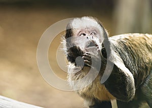 Tufted capuchin monkey