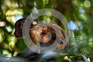 Tufted Capuchin Monkey, Bamboo Cathedral, Chaguaramas, Trinidad and Tobago