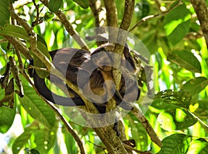 Tufted Capuchin Monkey, Bamboo Cathedral, Chaguaramas, Trinidad and Tobago