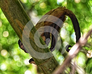 Tufted Capuchin Monkey, Bamboo Cathedral, Chaguaramas, Trinidad and Tobago