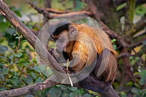 Tufted capuchin, monkey, food, tree