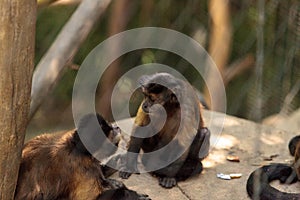 Tufted capuchin monkey of the genus Cebus apella apella