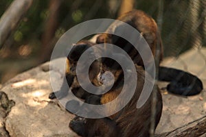 Tufted capuchin monkey of the genus Cebus apella apella