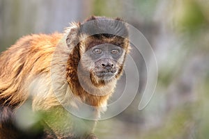 Tufted capuchin monkey