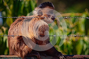 The Tufted Capuchin Monkey Sapajus apella behind the bars.