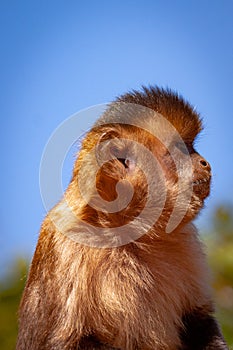 The Tufted Capuchin Monkey Sapajus apella  Portrait against blue sky.