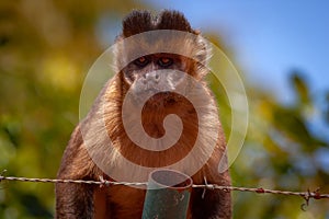 The Tufted Capuchin Monkey Sapajus apella Portrait against blurred background..