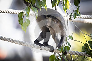 A Tufted Capuchin monkey walking on a rope