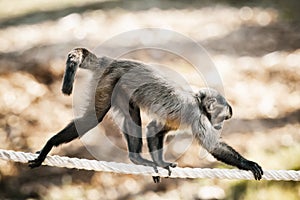A Tufted Capuchin monkey walking on a rope