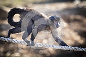 A Tufted Capuchin monkey walking on a rope