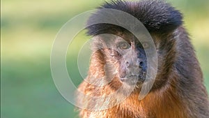 Tufted Capuchin Portrait Cebus apella