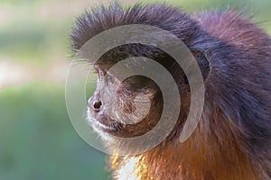 Tufted Capuchin Portrait Cebus apella