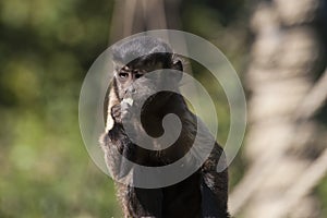 Tufted capuchin eating food on top of a tree