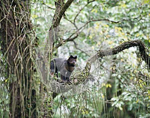 Tufted Capuchin in a tree