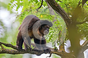 Tufted Capuchin on Tree Cebus apella