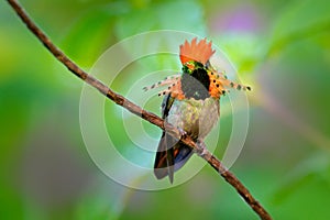 Tufted Coquette, colourful hummingbird with orange crest and collar in the green and violet flower habitat. Bird flying next to pi