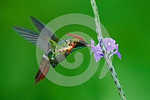 Trapuntato civetta colorato colibrì arancia pettine un un colletto verde un viola fiore 