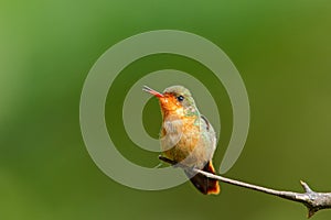 Tufted Coquette, female of colorful hummingbird with orange crest and collar in the green and violet flower habitat, Trinidad