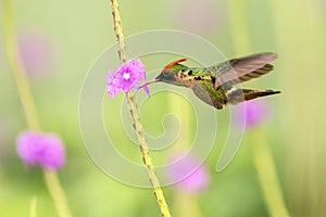 Tufted Coquette Lophornis ornatus hovering next to violet flower, bird in flight, caribean Trinidad and Tobago