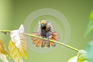 A Tufted Coquette Lophornis ornatus hummingbird stretching