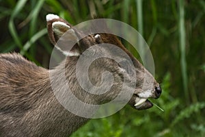 Tufted Deer photo