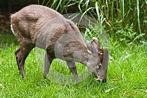 Tufted Deer
