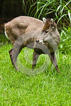 Tufted Deer photo