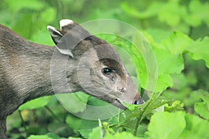 Tufted deer photo