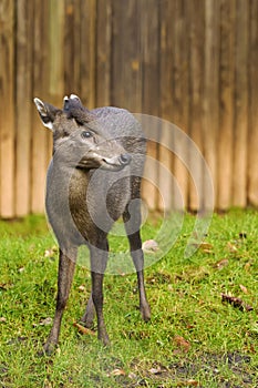 The tufted deer (Elaphodus cephalophus) a small Asian deer. photo