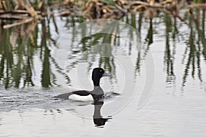 Tufted Duck