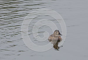 Tufted Duck