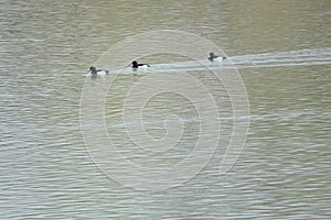 Tufted Duck