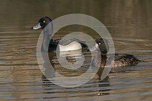 Tufted Duck Anatidae at a small lake, pair at the mating season.