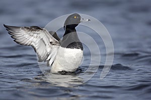 Tufted duck, Aythya fuligula