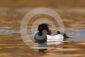 Tufted duck Aythya fuligula - adult male swimming on water